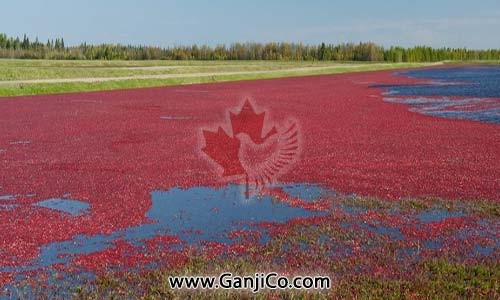 Centre du Québec Ganji Centre du Québec Ganji